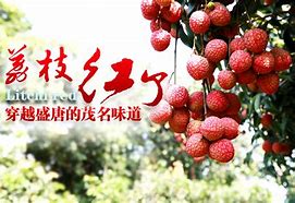 茂名——荔枝紅紫已交加，龍眼新來又著花。