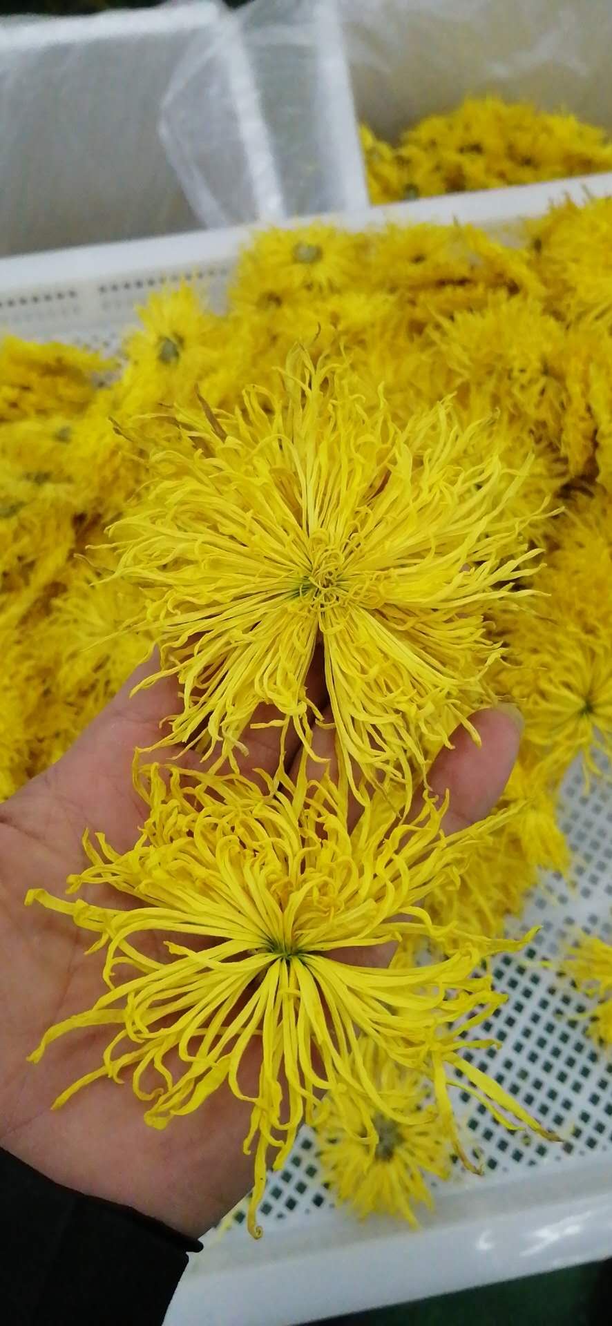 金絲皇菊用空氣能烘干怎么樣，節能嗎？