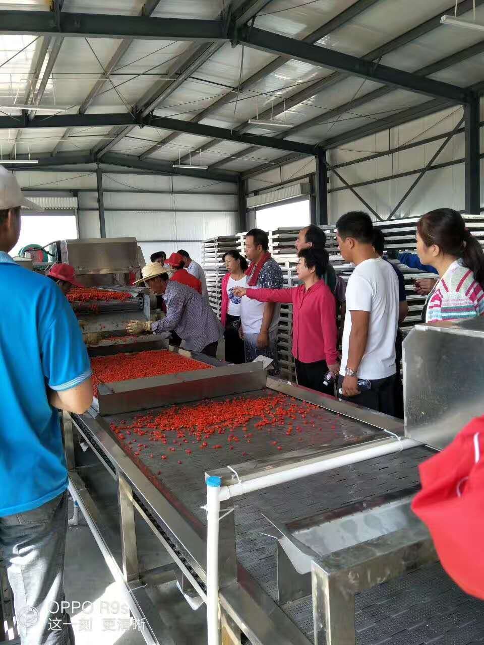 枸杞熱泵干燥工藝—精準溫控，品質優良，色澤鮮紅