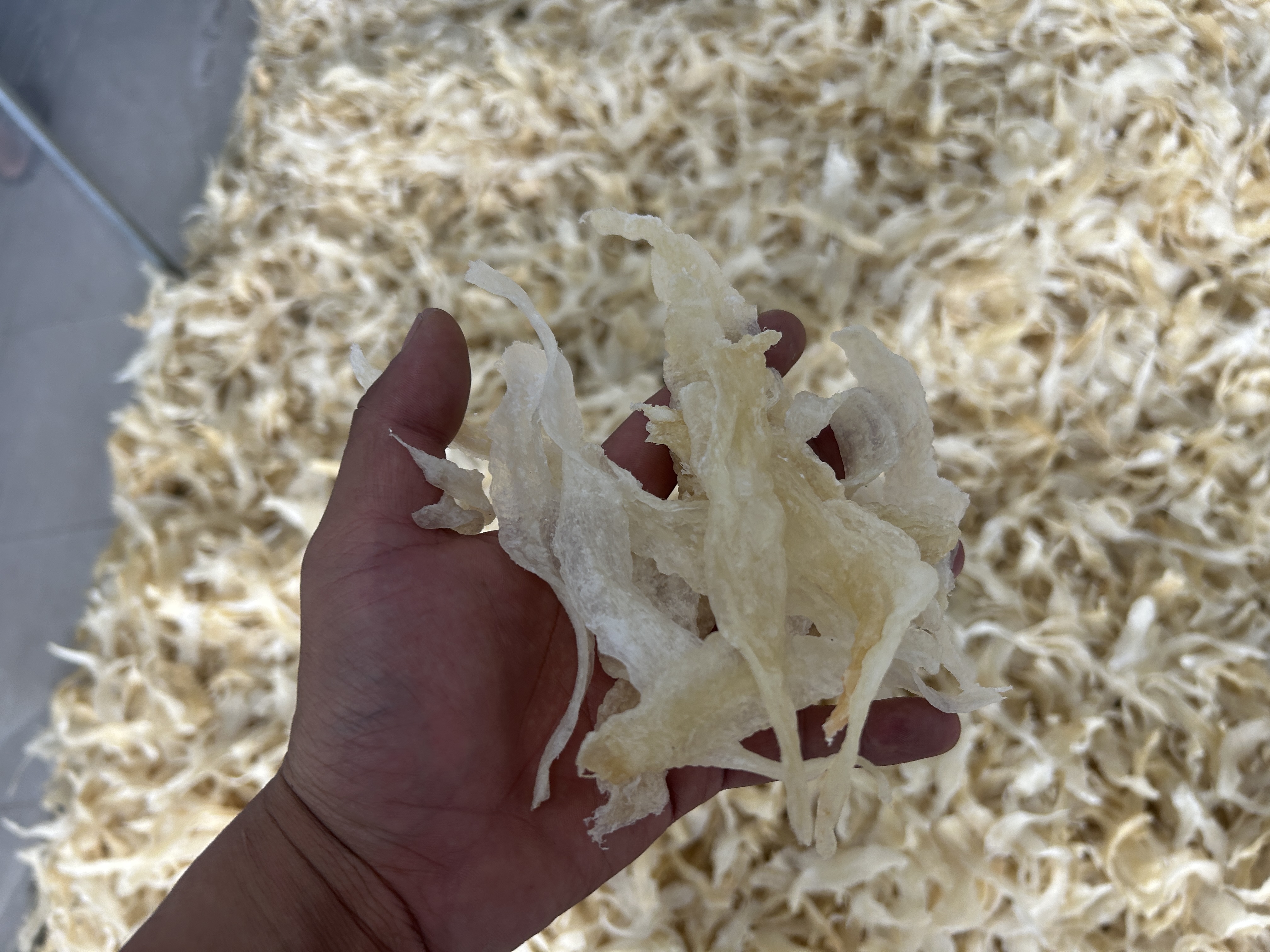 品質魚膠烘干秘訣：冷熱風空氣能烘干房，低溫慢烘鎖膠質
