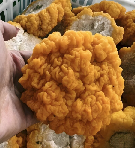 金耳烘干工藝的詳細(xì)步驟