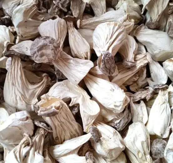 高溫急烘毀一批白靈菇！正確控溫方法收好